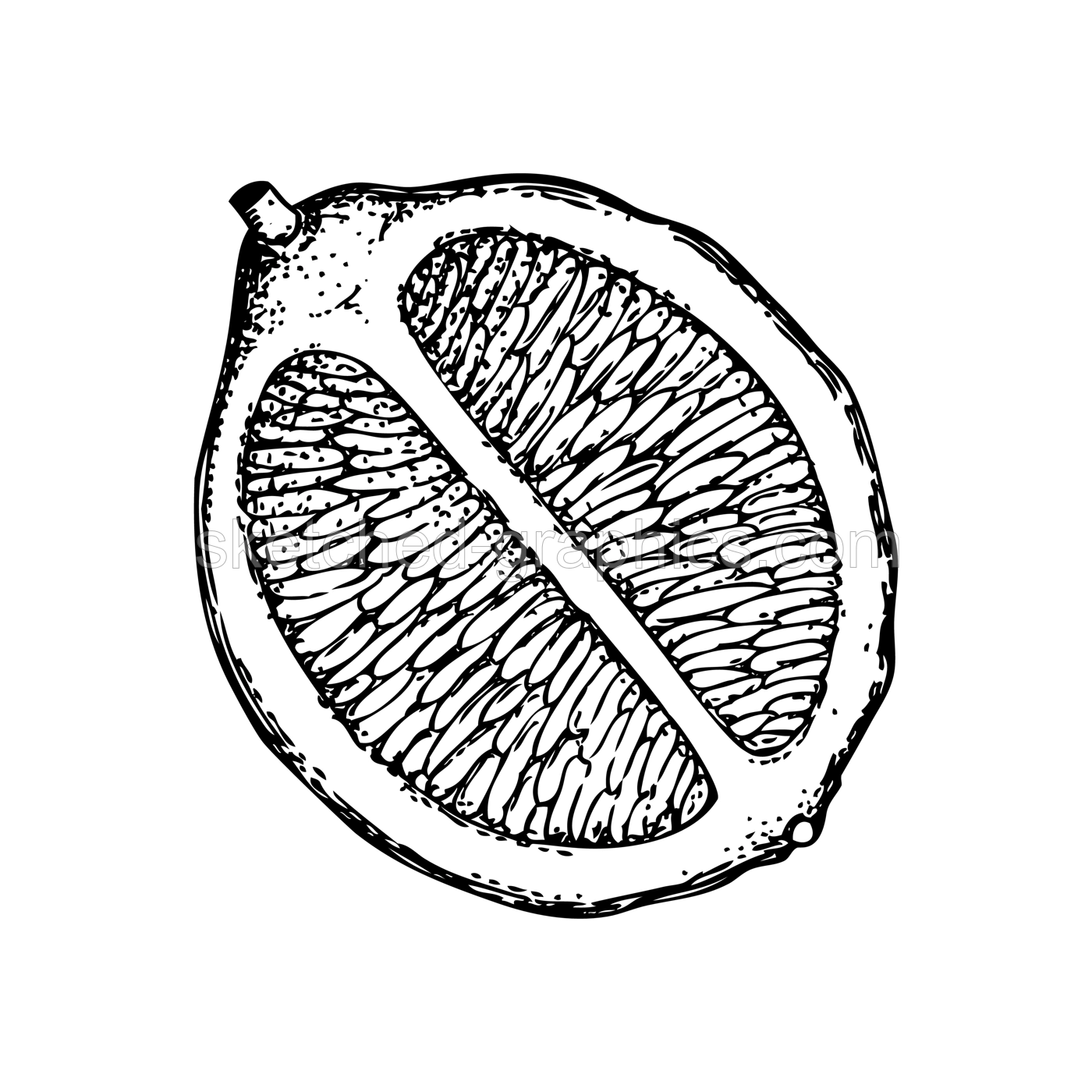 Vintage half lime sketch. Citrus fruit hand-drawn vector illustration. Exotic plant drawing in engraved style. Botanical design element. NOT AI-generated Illustration